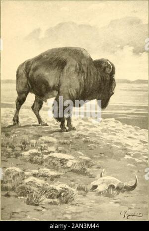 Musk-ox, Bison, Schaf und Ziege. Greenlandgrönland Rowland WardRowland Ward THE BISON Von George Bird Grinnell. Der LETZTE DER HERDE DER BISON, Den Der Büffel war der größte und ökonomicallyder wichtigste nordamerikanischer Säugetiere.Er war auch einer der zahlreichsten und übereinen großen Bereich des Kontinents war praktisch die Thesolen-Unterstützung seiner aburigen Bewohner. Die Erinnerung an Männer, die noch kaum im mittleren Alter sind, brütete das Land zwischen dem MissouriRiver und den Rocky Mountains in einem riesigen Multitudeso, dass allgemein gesagt wurde, dass seine Analber nicht materiell reduziert werden konnten Stockfoto