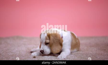 Lustige Beagle Welpen mit Essen spielen, beste Familie Rasse, Patenschaften Konzept Stockfoto