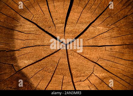 Querschnitt des Baumes. Holz hauen Close up Struktur, rissige Oberfläche vom Alter. Stockfoto