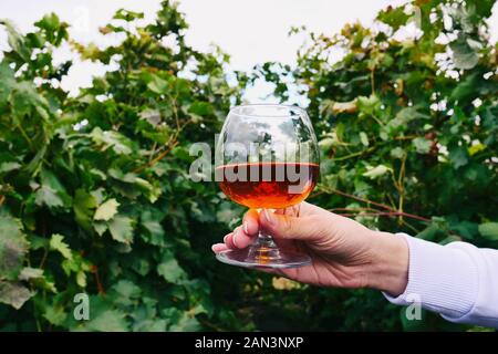 Cognac in einem Glas auf dem Hintergrund einer Traube Garten im Freien. Mädchen hält einen Cognac Glas in der Traube Felder Hintergrund. Alkohol schmeckt. Kurze mit Stockfoto