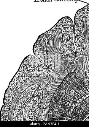 Vorträge über die Lokalisierung von Hirnerkrankungen, gehalten an der Faculté de médecine, Paris, 1875. Cocebuscinomolgus) (Abb. 33). Man kann sehen, wie die Fasziculi von Fasern oder Radiationen die äußeren Genikulatkörper, die inneren Genikulatekörper, den Pulvinar, Und die vordere Tubercula quadratigem-ina (die zuletzt durch die Vermittlung der vorderen anterioren anterior con-junctive Arms), gehen auf eine rezidivierende Weise in Verbindung mit dem amedullären Fasciculus, der nur eine Sammlung der von uns bereits beschriebenen zentripulären Fasern ist (Vorträge VIII. Und IX., Abb. 26), und weiter