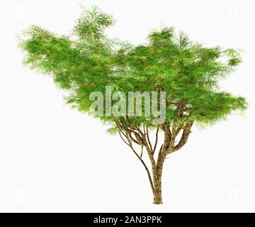 Der Regenschirm Akazien-Dornbaum kann unter extrem ariden Bedingungen entweder ein Busch oder ein Strauch sein und lebt in Afrika und im Nahen Osten. Stockfoto