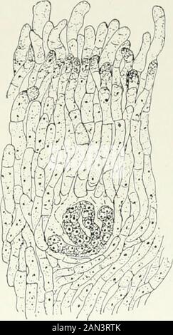 Pilze, Ascomycetes, Ustilaginales, Uredinales . Abb. 10:. Polystigma rtibrumTiQ,.; maturearchicarp, x Koo; nach Erpressung von Welsford.. Abb. 103. Xylaria polymorfha (Pers.) Crev.archicarp eingebettet in Stroma, x 1000. Leicht abgeleitet von der ersten. Es kommt in Formen vor, in denen das Perithecium entweder in das Substratum oder in ein Stroma untertaucht, und sein wesentliches Merkmal ist die Verlängerung der Spitze des Archikarps zu einem Trichogyne-artigen01 an. Das Erscheinungsbild dieser Struktur ist mit der Entwicklungsfspermatia in Spermogonien verbunden. Archicarps des jeweiligen Typs sind in Polyst fundamend Stockfoto