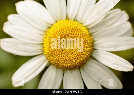 Grasgrün und Kamillen in der Natur Stockfoto