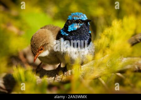 Hervorragende Fairywren - Malurus cyaneus - aus der Australasian wren Familie, Maluridae und ist üblich und bekannt in ganz Südosteuropa Austra Stockfoto