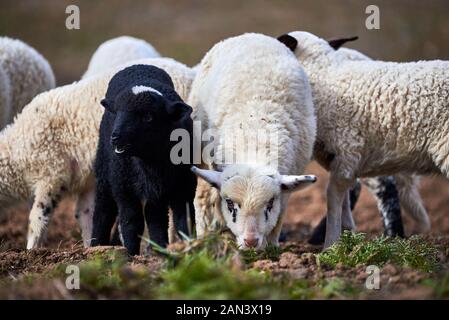 Schafe (Ovis aries) Stockfoto