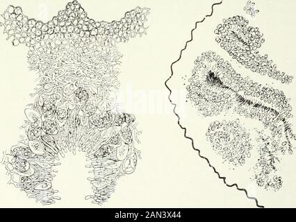 Pilze, Ascomycetes, Ustilaginales, Uredinales . Abb. 95. Balsamia zlilgaris Vitt.; nach Tulasne.. Abb. 96. Balsamia vulgarisVitt.; sectionthrough hvmenium; nach Tulasne. Abb. 97. Tuber rufum Pico; allgemeine Sicht der fruchtbaren Region; nach Tulasne. IV] TUBERALKS 137 Stockfoto