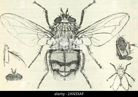 Britische medizinische Fachzeitschrift . Passen. 2.-Blow-fly oder Bliie-bolUe, CaMipliora enithrocephala, weiblich(-&lt; i). Antenne. Wale Bead, dorsale Ansicht. Seitenansicht der Perle, Natürliche Größe, Ruheposition. Schwarz, aber das Haar ist Golden. Beide sind gutaussehende, sturdylookende Diptera, mit bläulich-schwarzen Brustflossen und Abdomensol eine dunkle metallische, gun-metallische Art von Farbe. Blasfischer legen ihre Eier auf frisches oder verfallendes Fleisch ab, aud das ist eine der großen Störquellen für Theoflicker des Armee-Dienstcorps. Aber sie sind mit getöttem Fleisch nicht zufrieden. Sie legen ihre Eier auf einem lebenden Fleisch, das ausgesetzt ist, oder in Stockfoto