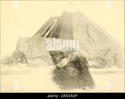 Musk-ox, Bison, Schaf und Ziege. OSTGRÖNLÄNDER MUSK-OX-KALB, Das In Fort Conger von Commander R. E. Peary Gesammelt wurde. U.S.N. (Von einem Foto des American Museum of Natural History). Der Chef EINES ZWEI JAHRE ALTEN MUSK-OX BULL Tötete und fotografierte auf dem Kargen Gelände den Autor. Die Hörner zeigen zu Recht eine Abwärtstendenz. Das Haar über der Stirn ist grau, kurz und etwas geschweift. Hintergrund ist der im Text erwähnte Teepee. Jagdmethode 59 Hunde buchten sie. Und all diese Running würde unnötig sein, wenn die Indianer mehr Jagdfertigkeit und Urteilsvermögen ausübten. Obwohl die Stockfoto