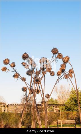 Cynrar cardunculus (cardoon), Artischocke Distel und wilde Artischocke. Blüten im Winter nach Frost können getrocknet werden ist ein beständiger und Voll winterhart. Stockfoto