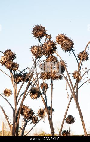 Cynrar cardunculus (cardoon), Artischocke Distel und wilde Artischocke. Blüten im Winter nach Frost können getrocknet werden ist ein beständiger und Voll winterhart. Stockfoto
