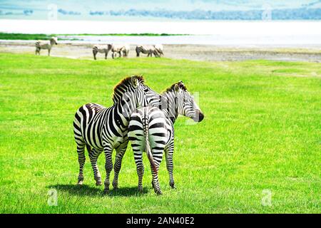 Zebra Herde in der Ngorongoro Conservation Area, Tansania. African Safari Wildlife watching Trip. Stockfoto
