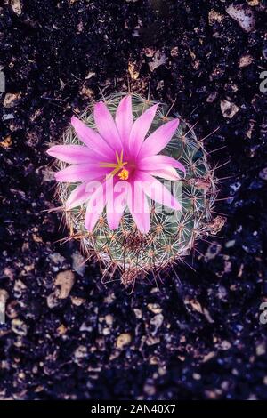 Mammillaria Hookerii. syn Mammillaria microcarpa mit Einzelnen tief rosa Blume in der Mitte der Kakteen. Blumen im Frühsommer und Frost. Stockfoto