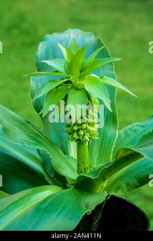 Eucomis Bicolor mit blütenständen der Blütenknospen vor der Blüte im Spätsommer. Eine knollige Staude mit hellgrünen Blätter, ist frost Ausschreibung. Stockfoto