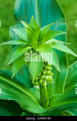 Eucomis Bicolor mit blütenständen der Blütenknospen vor der Blüte im Spätsommer. Eine knollige Staude mit hellgrünen Blätter, ist frost Ausschreibung. Stockfoto