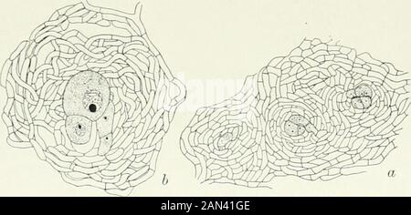 Pilze, Ascomycetes, Ustilaginales, Uredinales. Inukleate. In Rhyparobius {Thecotheus) hat Pelletieri Overton mehrere IV] PEZIZALES l 2 i vielzellige Archicarps beschrieben, die jeweils eher wie der einzelne Scolecit von Ascobolus sind.Die Zellen sind nicht durch Poren verbunden, und in jedem Archicarp entstehen ascogene Hyphae. In R.brunneus berichtet Dangeard von einem einzigen Archikarp, bestehend aus einem kurzen, etwas verdrehten Zweig. Ramlow hat auch eine einzelne Archikarp INA, Polysporus und Barker in einer unbenannten Art aufgenommen. Overton hat eine düstliche Zinn- Entwicklung der zahlreichen Sporen in A. Pelletieri erreicht Stockfoto