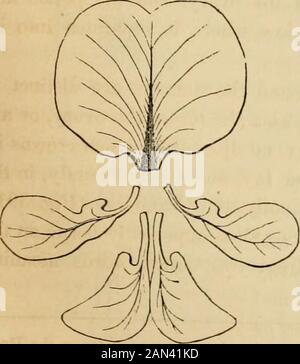 Einführung in die strukturelle und systematische Botanik und Pflanzenphysiologie: Als 5. Und Revedof des Botanischen Textbuchs, illustriert mit über dreizehnhundert Holzschnitten. 254 DIE BLUME. Stockfoto