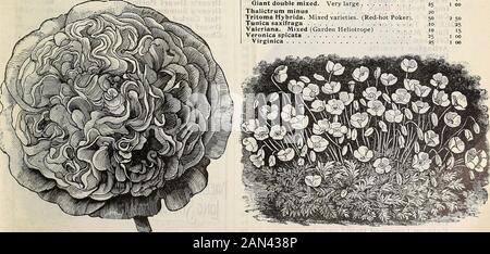 Dreer's Wholesale Preisliste 1906: Birnen Pflanzen würzbare Blumensamen und Gemüsesamen Grassamen Dünger, Werkzeuge usw. s Hollyhock. Der angebotene Samen wurde frommstark gesunden Pflanzen und von der feinsten Zweiblütenstamm erspart. Doppelpink Maroon Rot Lachs Rose Weiß Gelb Gemischt. Alle Farben Allegheny. Gefranste, gemischte Farben Single Mixed Inula Oculus Christ! IberisGlaltarica hybride Sperviren. Weiße Iris Kaempferl. Japanische Iris mischte Lathyrus Latifolius. Rosy rot Pink Beauty. Rosa und weißer Albus. Weiß Gemischt. Alle Farben Llatrls. Gemischte Llnaria Cymbalarla (Kenilwo Stockfoto