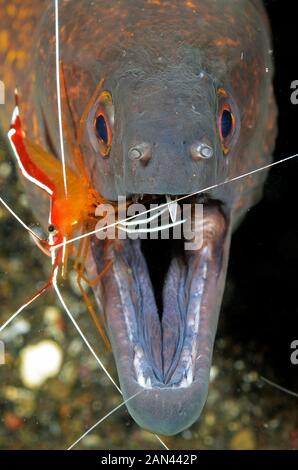 Riesiges Moränen, Gymnothorax javanicus, mit einer saubereren Garnele in Tulamen, Bali, Indonesien, Stockfoto