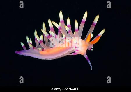 Nudibranch, Flabellina exoptata, Tulamen, Bali, Indonesien Stockfoto