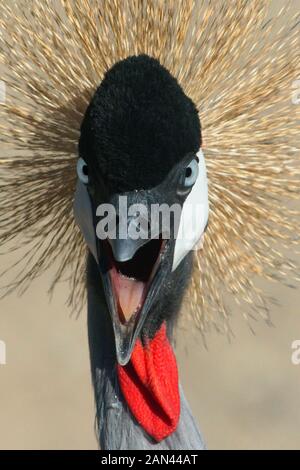 Ostafrikas bekrönter Kran, Balearica regulorum Stockfoto