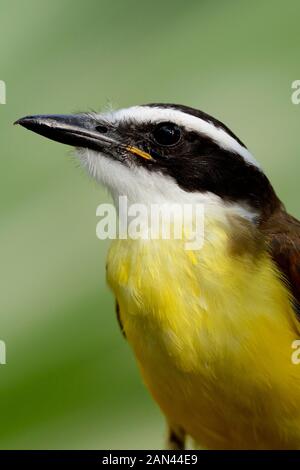 Great Kiskadee (Pitangus sulfuratus), Manuel Antonio, Costa Rica. Stockfoto