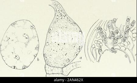 Pilze, Ascomycetes, Ustilaginales, Uredinales . dass ein exceedingly Ring das Antheridium und Trichogyne vereint und sie bentor-förmig aufeinander gestellt werden können, ohne auseinandergezogen zu werden. Diese arrangementis sind zweifellos notwendig, um der Belastung standzuhalten, die durch den Fluss von Nucleien aus der relativ breiten Kavität des Antheridiums durch den schmalen Porenschnabel aufgebaut wird. IV I PEZIZALES 105 Während die Bildung der Pore im Gange ist, degenerieren sich die Kerne der Tricho-Gyne, und zu dem Zeitpunkt, zu dem sie völlig unorganisiert sind, beginnt eine Wanderung der männlichen Kerne durch die Pore. Schließlich die Stockfoto