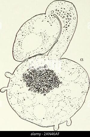 Pilze, Ascomycetes, Ustilaginales, Uredinales . Abb. 62. Pyromma conjluens; a. Antheridium, Trichogyne und Oogonium, männliche und weibliche Kerne, die in der Mitte des letzten gesammelt wurden; b. C. Fusionierung von männlichen und weiblichen Kernen; nach Harper. In das Zytoplasma des Schnabels ausbreiten, was darauf hindeutet, dass die Solventraktion hauptsächlich aus dem Inneren des Trichogynen erfolgt. Die Openpore verdickt sich nun um ihren Rand, so dass ein exkedinglystarker Ring Antheridium und Trichogyne vereint, und sie können bentor aufeinander gedreht werden, ohne auseinandergezogen zu werden. Diese arrangementis sind zweifellos notwendig Stockfoto