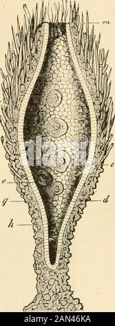 Die Evolution des Menschen: Eine beliebte Exposition der Hauptpunkte der menschlichen Ontogenie und des PhylogenyFroms des Deutschen Ernst Haeckel. Ftgs. 180, 181.-Baliphysema primordiale, ein extant Gastraea-forra.Abb. 180. Außenansicht des gesamten spindelförmigen Tieres (^Fuß an Algen befestigt). Abb. 181. Längsschnitt des gleichen. Der Theprimitive Darm (d) öffnet sich an seinem oberen Ende im primitiven Mund (").Zwischen den Peitschenzellen (g) liegen amoeboide Eier (e). Die Haubenschicht (h) belowis ist oben mit Sandkörnern mit Schwammspikeln verkostet, oben ist die Mundöffnung geöffnet (Abb. 181, Stockfoto