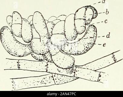 Pilze, Ascomycetes, Ustilaginales, Uredinales . Abb. 55. Sepultaria coron M uniseriate Sporen; ascus Opening bya Deckel; verzweigt, septiert, clavateparaphysen; x 600. 7 98 DISCOMYCETES [ch. Sollte letztlich gegründet werden, das neugierige gestalkte Conidium des Ascoboluscarbonarius. Das Archicarp ist von vielem kommeraren Auftreten und scheint eher als ein Gradmesser für die Beziehung nützlich zu sein. Unter den Discomyceten ist der Simplestyp zweifellos der von Ascodesmis oder Thelcbolus; die bedeutenden Detailin-Thelebohis sind nicht vollständig bekannt, aber in Ascodesmis haben wir einen Stout, Twistedhypha, der in drei Teile unterteilt ist. Stockfoto