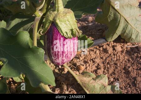 Ein lila gestreifte Aubergine hängt an der Pflanze, die es in die Ernte Feld wachsen Stockfoto