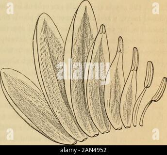 Einführung in die strukturelle und systematische Botanik und Pflanzenphysiologie: Als 5. Und Neufassung des Botanischen Textbuchs, das mit über dreizehnhundert Holzschnitten illustriert ist, dass diese von der gleichen Fundamentalität sind wie die floralen Hüllen, die offensichtlich rückführbar auf Blätter sind. Die Weiße Water-Lilie (Abb. 344) zeigt diesen Latterübergang so sehr, wie es bei Sepalintopetalen nicht der Fall ist. Hier nehmen die Petalen sev-erale Whorlen auf; und während die Exteriorare fast undis-tinguishahle frommden Kelch, sind die in-ner in-Organe reduziert, die arenentweder gut-formedbletals oder stamens sind, aber Stockfoto