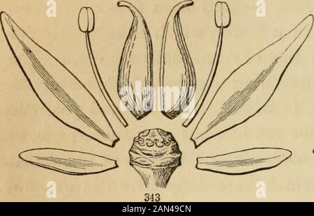 Einführung in die strukturelle und systematische Botanik und Pflanzenphysiologie: Als 5. Und Neufassung des Botanischen Textbuchs, das mit über dreizehnhundert Holzschnitten illustriert ist. D die Pistillen innerhalb oder oberhalb der Staubblätter (Abb. 343). D c 422. Das ist die Struktur einer vollständigen und regu-lar-Blume, die wir als Typ oder Standardblume nehmen. Die Calyxand Corolla werden als protzende Organe bezeichnet. In der Knospe umhüllen sie die anderen Teile: Der Kelch bildet irgendwo eine Abdeckung, die sogar die Frucht bedeckt; und wenn er seine blattähnliche Struktur und Farbe behält, gleicht er den sap der Pflanze mit dem Stockfoto