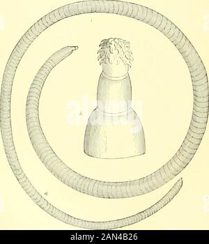 Die königliche Naturgeschichte . Blumenbemalung (200 Mal vergrößert). 443 WÜRMER. Die Thread-Wormser oder Round-Würmer-Klasse Nematohelminthes. Diese Würmer zeichnen sich durch einen fadenartigen Körper aus, der mit einem zähen, elastischen Integument bedeckt ist, aber in der Regel keine eindeutigen Spuren zeigt, dass sie wie die von Leinen und Erdwürmern in Segmente unterteilt sind und keine Spurenoflimbs besitzen. Die Geschlechter sind im Allgemeinen deutlich ausgeprägt. Die Gruppe gliedert sich in die Dreiergruppen Acanthocephali, Nematoidea und Chaetognatha. Spiny-Headed Thread-Wormser, Ordnung Acanthocephali. In dieser Reihenfolge ist die Einzel-Gattung Echinor enthalten