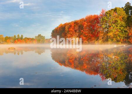 Schönen Herbst Laub von New England bei Sonnenaufgang, Boston, Massachusetts. Foto zeigt zwei weiße Schwäne schwimmen in einem See. Stockfoto