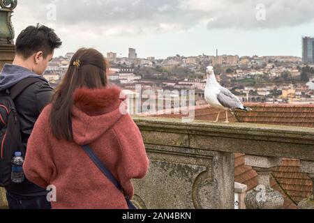 Junges Paar von Mann und Frau Fotografieren einer Möwe auf dem Geländer der Kathedrale der Stadt von Porto, Portugal, Europa gehockt Stockfoto