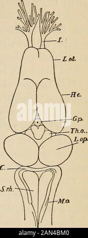 Eine Einführung in die Physiologie . die Herznerven Es hat sich gezeigt, dass das Herz in-hibitorische und augmentierende Nervenfasern erhält. Die Sit-uation der hemmenden und augmentierenden Zentren, d. H. Der Nervenzellen, aus denen die hemmenden und augmentierenden Fasern entspringen, sollte nun besonnen werden. Inhibitory Center. - Einen Frosch und einen mit Äther befeuchteten kleinen Schwamm unter einen Glasbecher stellen. Seien Sie sehr INNERVATION VON HERZ UND BLUTGEFÄSSEN 565 vorsichtig, den Frosch nicht durch eine Überdosis Äther zu töten. Wenn die Unempfindlichkeit vollständig ist, legen Sie das Tier, das sich ganz oben befindet, auf ein Froschbrett. Schneiden Sie die Haut im Median-li durch Stockfoto