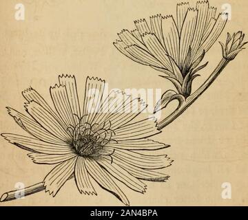 Einführung in die strukturelle und systematische Botanik und Pflanzenphysiologie: Als 5. Und Neufassung des Botanischen Textbuchs, das mit mehr als dreizehnhundert Holzschnitten illustriert ist. Cluster oder Whorl, genannt ein Involucre. Die Evolvalucre geht von einer angenehmen Vielfalt an Formen aus; manchmal ähnelt sie einem Kelch; und einige-. ABB. 320. Kopf der Blumen des Knopfbusches, Cephalanthus occidentals.ABB. 321. Pflanzen von Cornus Canadensis, mit seiner vierblättrigen Evolvente um einen Haufen von Kleinblumen. 322. Eine separate Blume vergrößert.ABB. 323. Blühender Zweig von Cichory, mit zwei Köpfen von Ligulatblüten. UNBESTIMMT Stockfoto