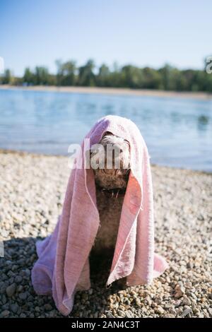 Lagotto Romagnolo Hund nach dem Schwimmen mit Handtuch abgedeckt Stockfoto