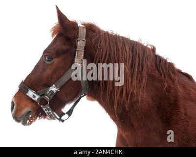 Landwirt Pferdekopf auf Weiß isoliert Stockfoto