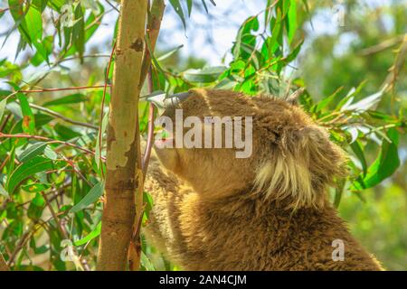 Porträt der erwachsenen Koala-Bären, die Eukalyptusblätter auf Phillip Island in Victoria, Australien essen. Viele Wälder werden durch Buschfeuer zerstört, Koalas sind es Stockfoto