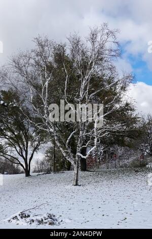 Ein Laubbaum vor einem grünen Baum während des verschneiten Winters 2019 Stockfoto