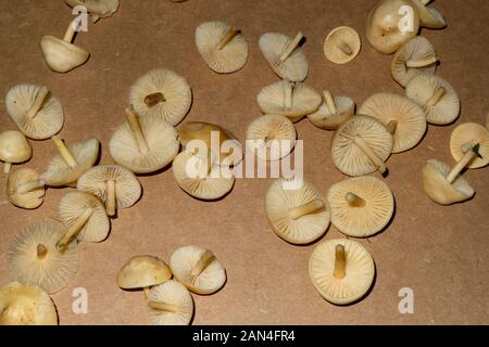 Marasmius oreades, Fairy Ring Pilze wachsen auf einem Rasen in Rock Creek, in Missoula County, Montana Marasmius oreades Königreich: Fungi Phylum: Basidi Stockfoto