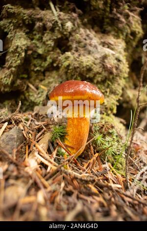 Suillus grevillei, Greville Bolete bolete, Lärche, wachsen in einem Nadelwald bis auf Eagle View, im Nordwesten Sanders County im US-Bundesstaat Montana. Suillus gr Stockfoto