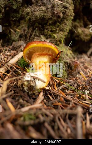 Suillus grevillei, Greville Bolete bolete, Lärche, wachsen in einem Nadelwald bis auf Eagle View, im Nordwesten Sanders County im US-Bundesstaat Montana. Suillus gr Stockfoto