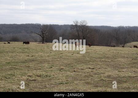 Offener Bereich Viehhaltung. Obwohl das Vieh ist auf Sie mehr als reichlich Platz zum Grasen eingezäunt. Southern Missouri die Viehhaltung. Stockfoto