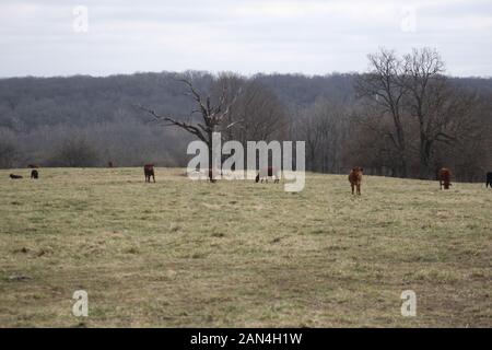 Offener Bereich Viehhaltung. Obwohl das Vieh ist auf Sie mehr als reichlich Platz zum Grasen eingezäunt. Southern Missouri die Viehhaltung. Stockfoto