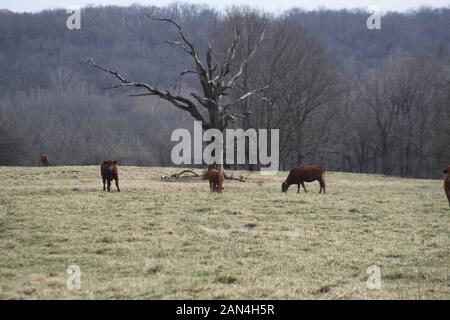 Offener Bereich Viehhaltung. Obwohl das Vieh ist auf Sie mehr als reichlich Platz zum Grasen eingezäunt. Southern Missouri die Viehhaltung. Stockfoto