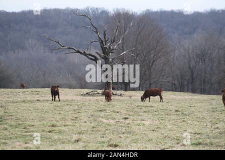 Offener Bereich Viehhaltung. Obwohl das Vieh ist auf Sie mehr als reichlich Platz zum Grasen eingezäunt. Southern Missouri die Viehhaltung. Stockfoto