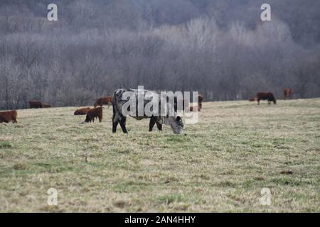 Offener Bereich Viehhaltung. Obwohl das Vieh ist auf Sie mehr als reichlich Platz zum Grasen eingezäunt. Southern Missouri die Viehhaltung. Stockfoto